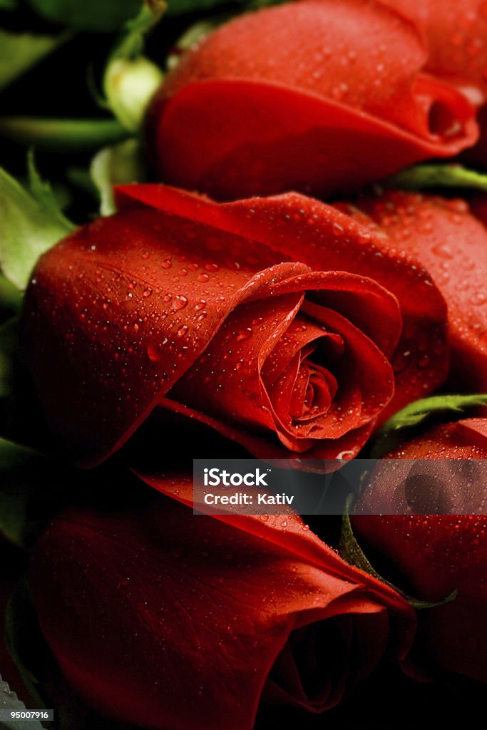 Rose fresche - Foto stock royalty-free di Acqua