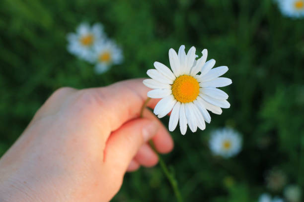 istock Woman holding one daisy flower 950080320