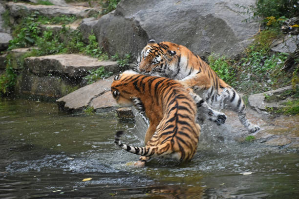 istock Tigers Fighting In Lake At Zoo 950081230
