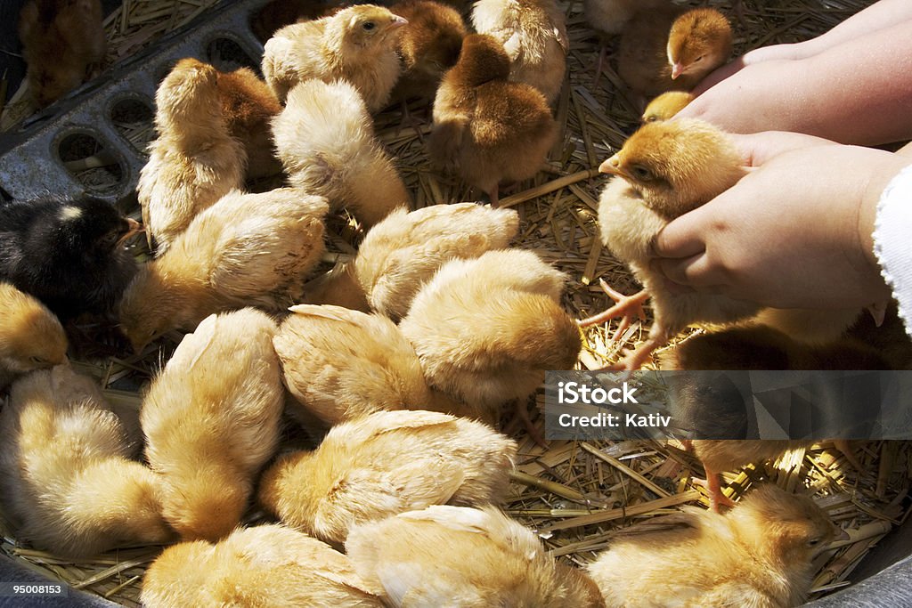 Обращение Chicks - Стоковые фото Большая группа животных роялти-фри