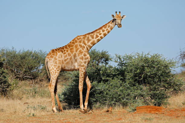 istock Southern giraffe in natural habitat 950085604