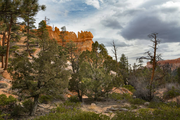 istock Bryce Canyon - Bryce Tundra 950086618