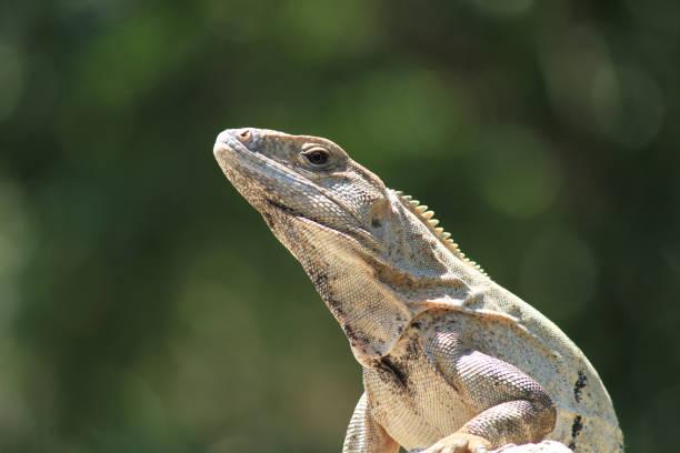 istock Iguana from Chetumal 950089060