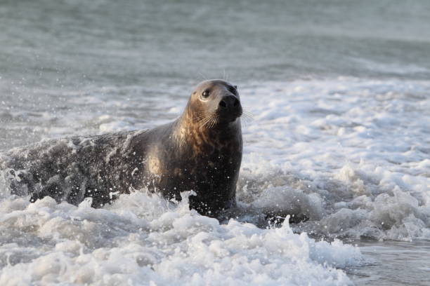 istock Gray Seal (Halichoerus grypus) playful and curious  in winter, Helgoland 950090402