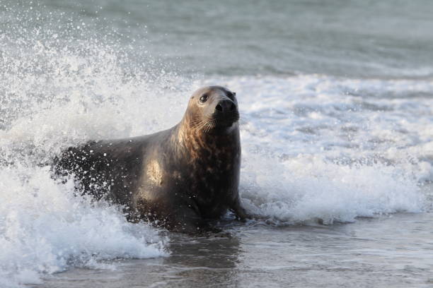 istock Gray Seal (Halichoerus grypus) playful and curious  in winter, Helgoland 950090410