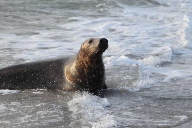 istock Gray Seal (Halichoerus grypus) playful and curious  in winter, Helgoland 950090412
