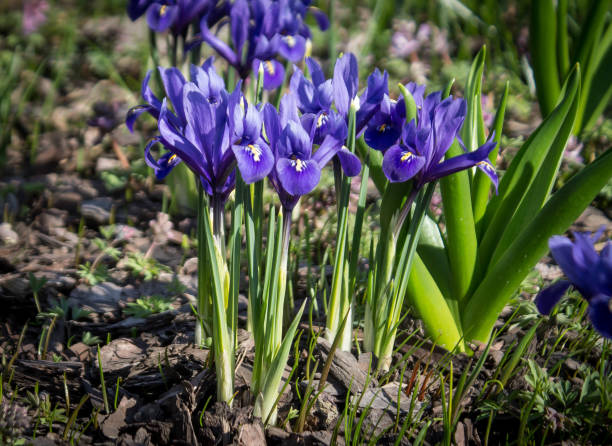 istock purple flowers growing in the ground 950090940