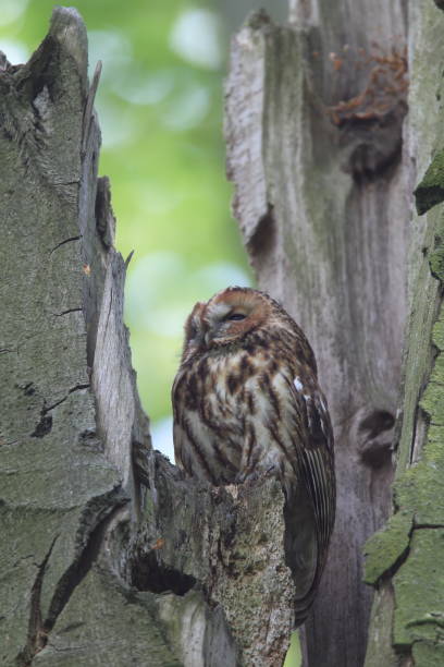 istock Tawny owl or brown owl (Strix aluco)  in a hollow tree stump Germany 950091232