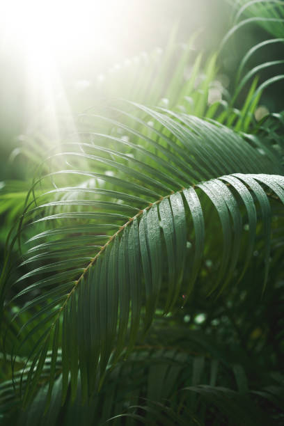 ヤシの葉のバックグラウンド - water rainforest frond tropical climate ストックフォトと画像