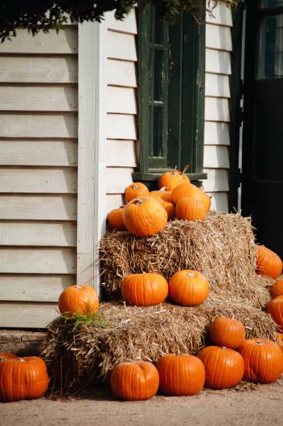 istock Pumpkins On Hay During Autumn 950091514