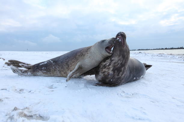 istock Gray Seal (Halichoerus grypus) playful and curious  in winter, Helgoland 950091750