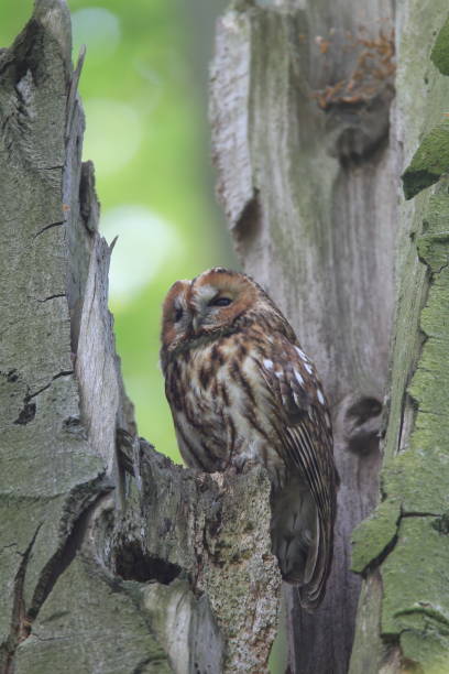 istock Tawny owl or brown owl (Strix aluco)  in a hollow tree stump Germany 950092518