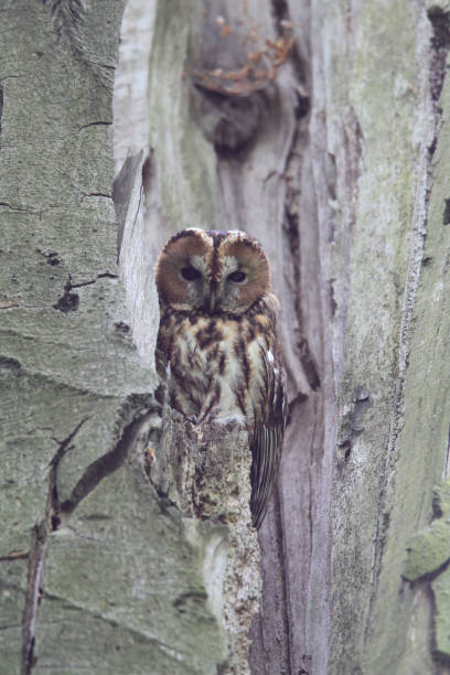 istock Tawny owl or brown owl (Strix aluco)  in a hollow tree stump Germany 950092790