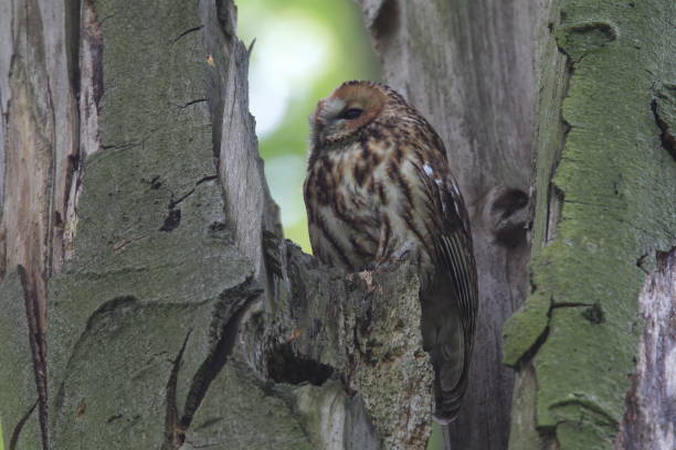 istock Tawny owl or brown owl (Strix aluco)  in a hollow tree stump Germany 950092888