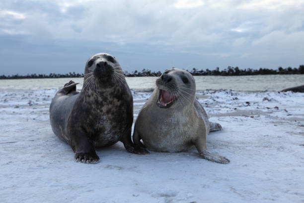 szara pieczęć (halichoerus grypus) zabawny i ciekawy w zimie, helgoland - grypus zdjęcia i obrazy z banku zdjęć