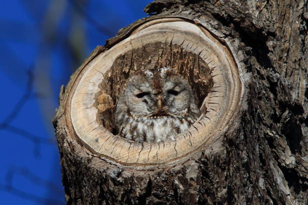 istock Tawny owl or brown owl (Strix aluco)  in a hollow tree stump Germany 950096576