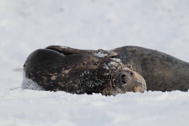 istock Gray Seal (Halichoerus grypus) playful and curious  in winter, Helgoland 950101300