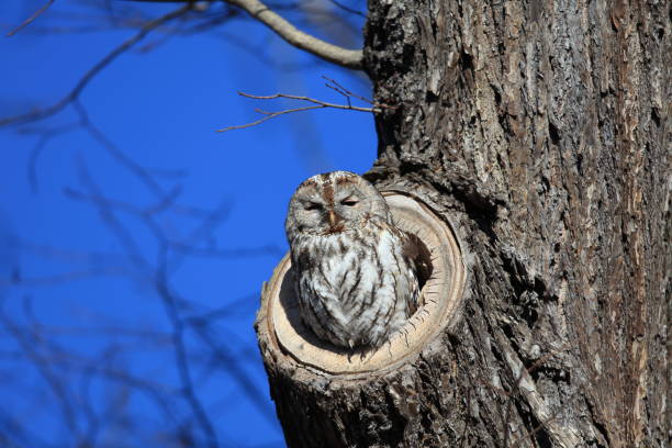 istock Tawny owl or brown owl (Strix aluco)  in a hollow tree stump Germany 950102436