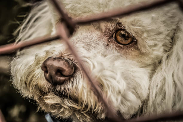 Kennel dogs locked Locked kennel dogs abandoned, sadness sad dog shelter stock pictures, royalty-free photos & images