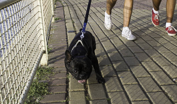 istock Dog walking street 950102952