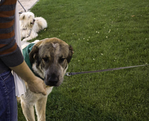 istock Dog walking street 950103050