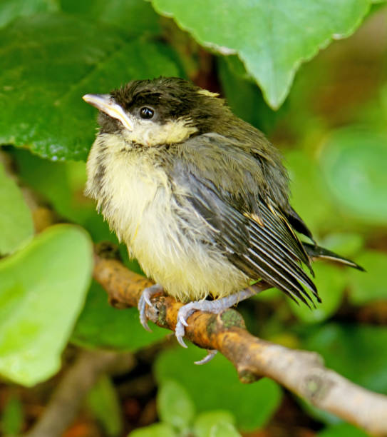 istock Greenhorn chick tit sitting on a branch 950106330
