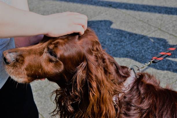 istock the dog who came to stroking 950107770