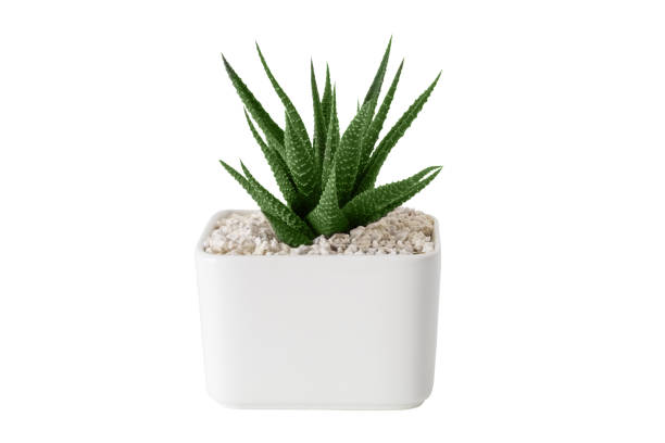 istock Haworthia succulent close up in white pot. Isolated on white. 950111208