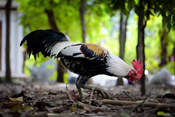 Chicken Digging for Food in the Park. Chicken Digging for Food in the Park. mud hen stock pictures, royalty-free photos & images