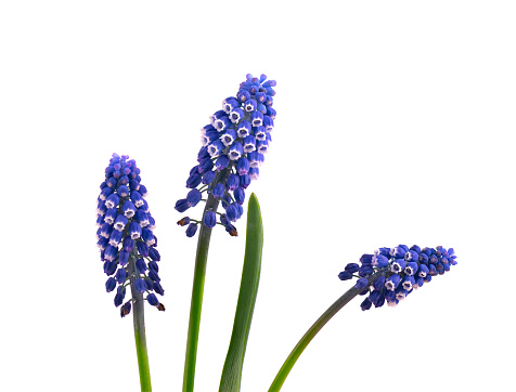 Two flowers of Muscari isolated on white background. Grape Hyacinth.