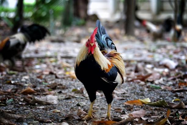 Chicken Standing in the Park. Chicken Standing in the Park. mud hen stock pictures, royalty-free photos & images
