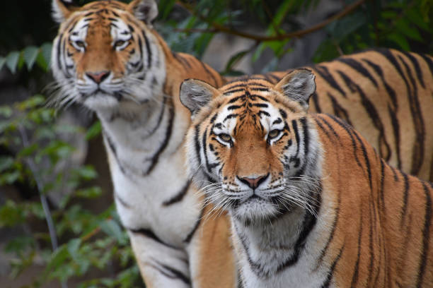 istock Portrait Of Tigers At Forest 950112026