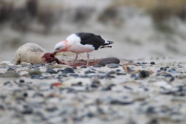 istock great black-backed gull Eats dead harbour seal, helgoland germany 950112112