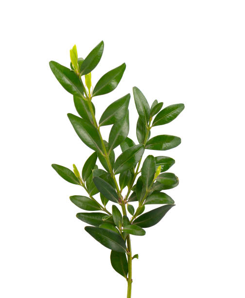 istock Boxwood branch isolated on a white background. 950112154