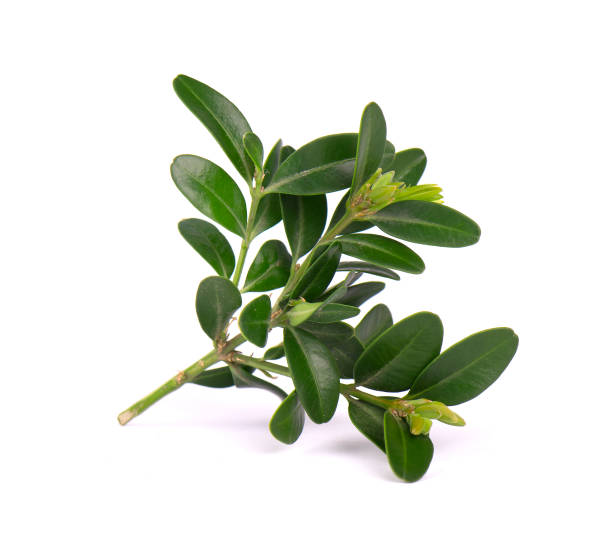 istock Boxwood branch isolated on a white background. 950113170