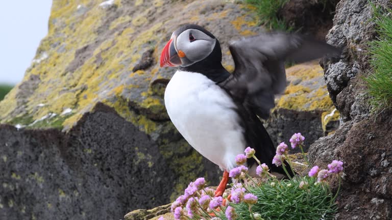 Atlantic puffin