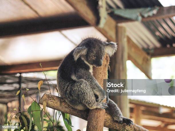 Queensland Australia Cute And Cuddly Koala At The Kuranda Koala Gardens Stock Photo - Download Image Now