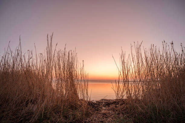Rushes by a lake in the sunrise with calm waters and violet sky