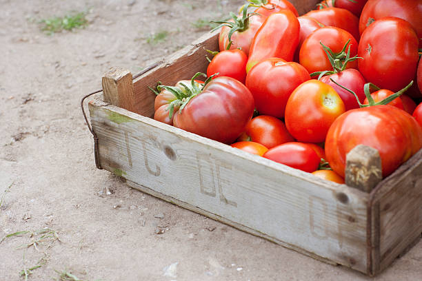 skrzynia organicznych pomidory - english tomato zdjęcia i obrazy z banku zdjęć