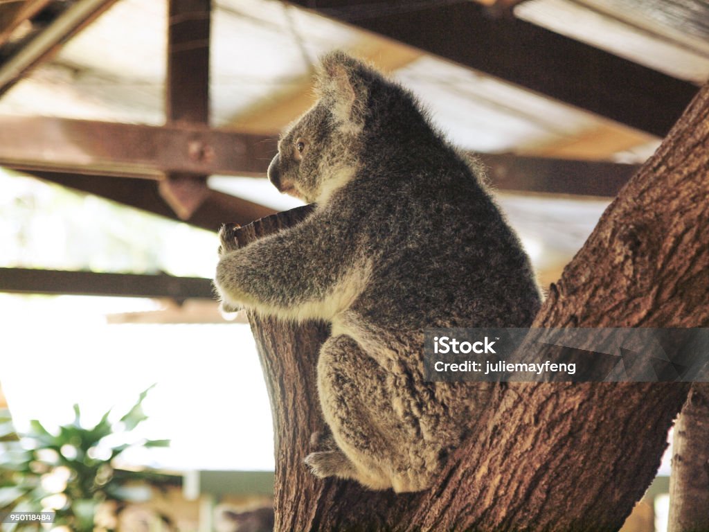 QUEENSLAND, AUSTRALIA : Cute and cuddly Koala at the Kuranda Koala Gardens Animal Stock Photo