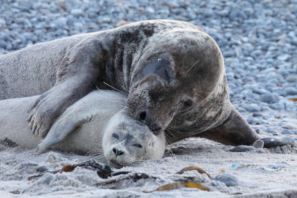 szara pieczęć byka parowanie harbor seal helgoland niemcy - grypus zdjęcia i obrazy z banku zdjęć