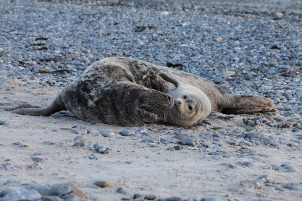 istock Gray seal bull pairing Harbor Seal Helgoland Germany 950122470