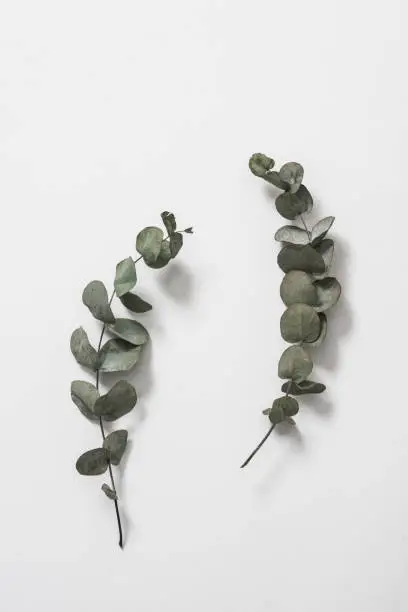 leaves with light grey background. Minimal style design with plants. Abstract background