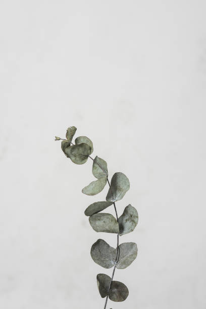 istock leaves with light grey background. Minimal style design with plants. Abstract background 950127070