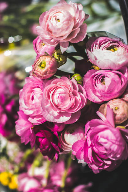 Soft pink roses in bouquet  gift