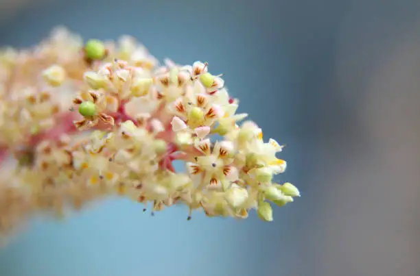 Photo of Mango flower, A branch of inflorescence mango flower.