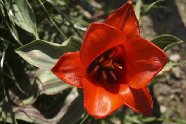 Red tulip growing in the garden (Tulipa)