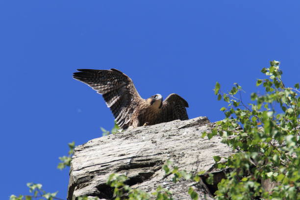 istock young peregrine falcon (Falco peregrinus) Germany 950131552