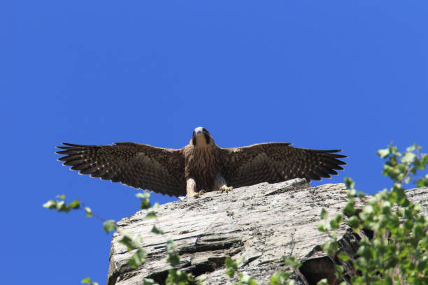 istock young peregrine falcon (Falco peregrinus) Germany 950131806