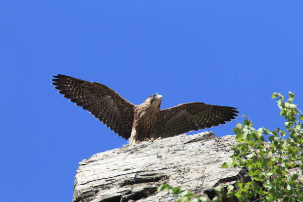 istock young peregrine falcon (Falco peregrinus) Germany 950132040